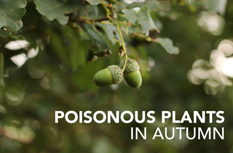 Poisonous Plants in Autumn